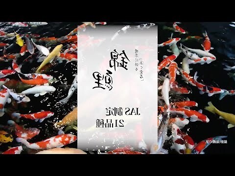 錦鯉 品種